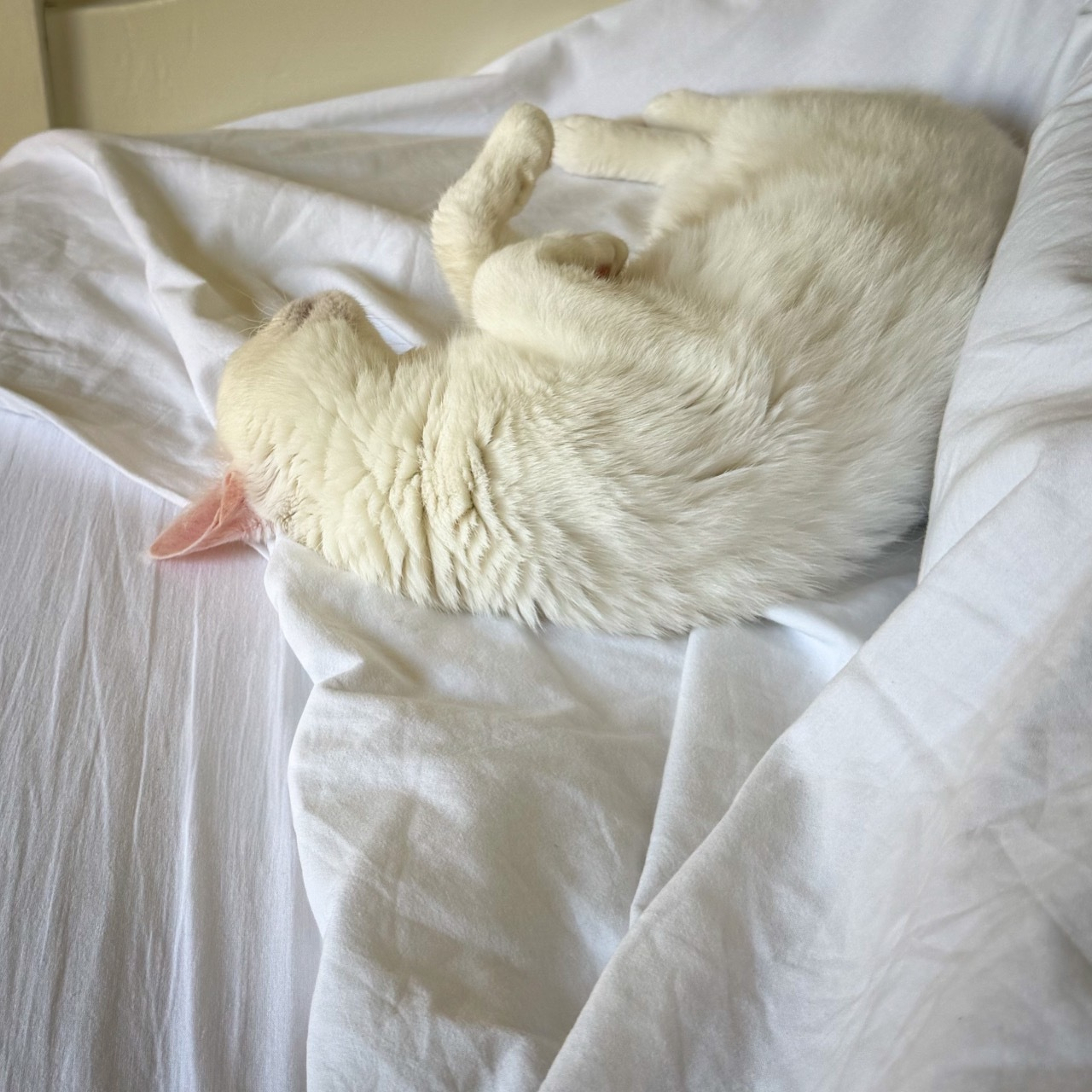 Good morning Mrs. Cotton. 🐱