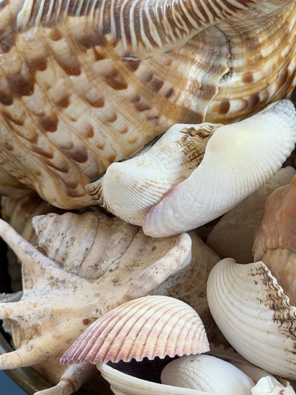 Seashells