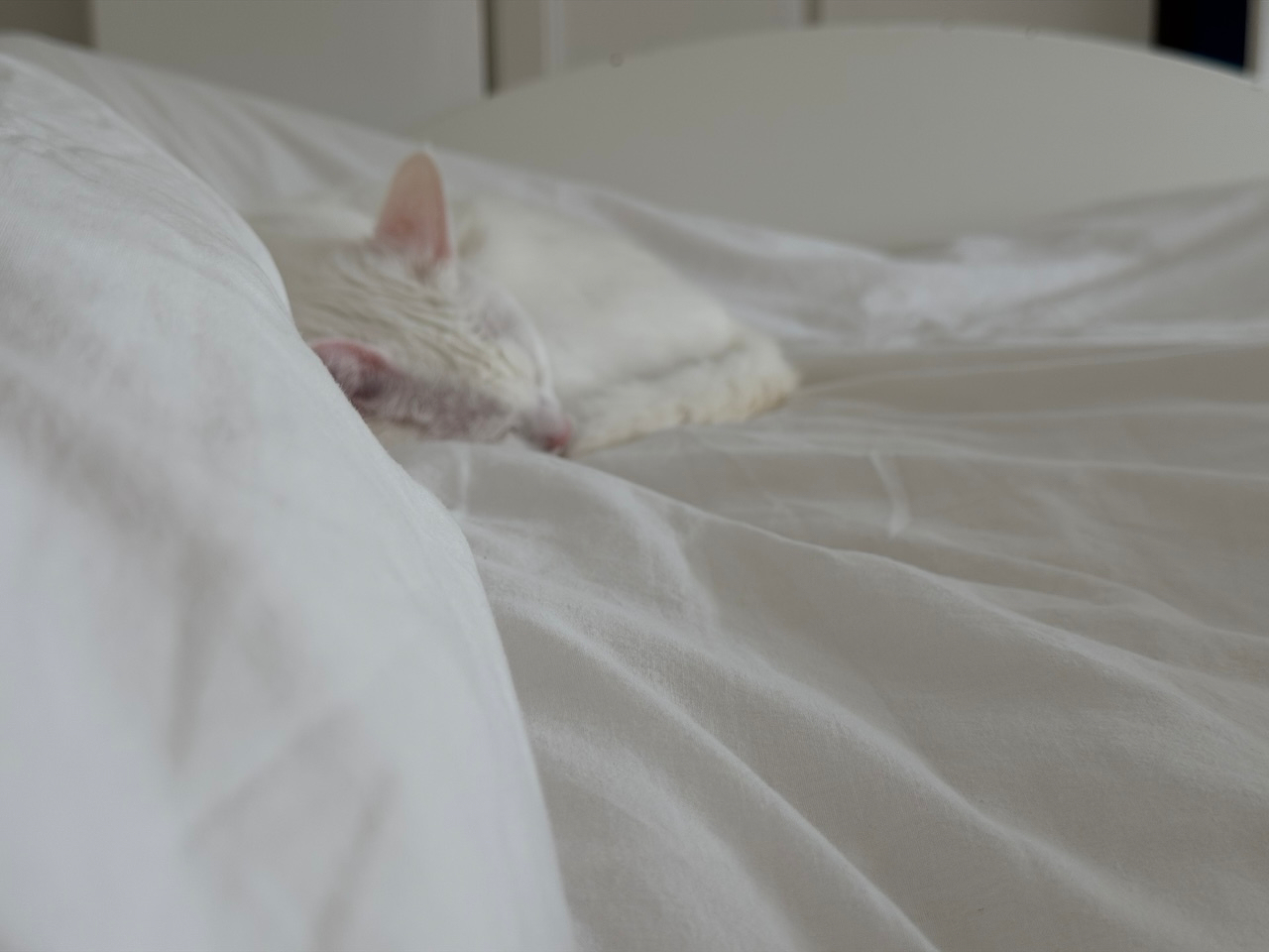 Mrs. Cotton, her Sunday morning beauty sleep. 🐱