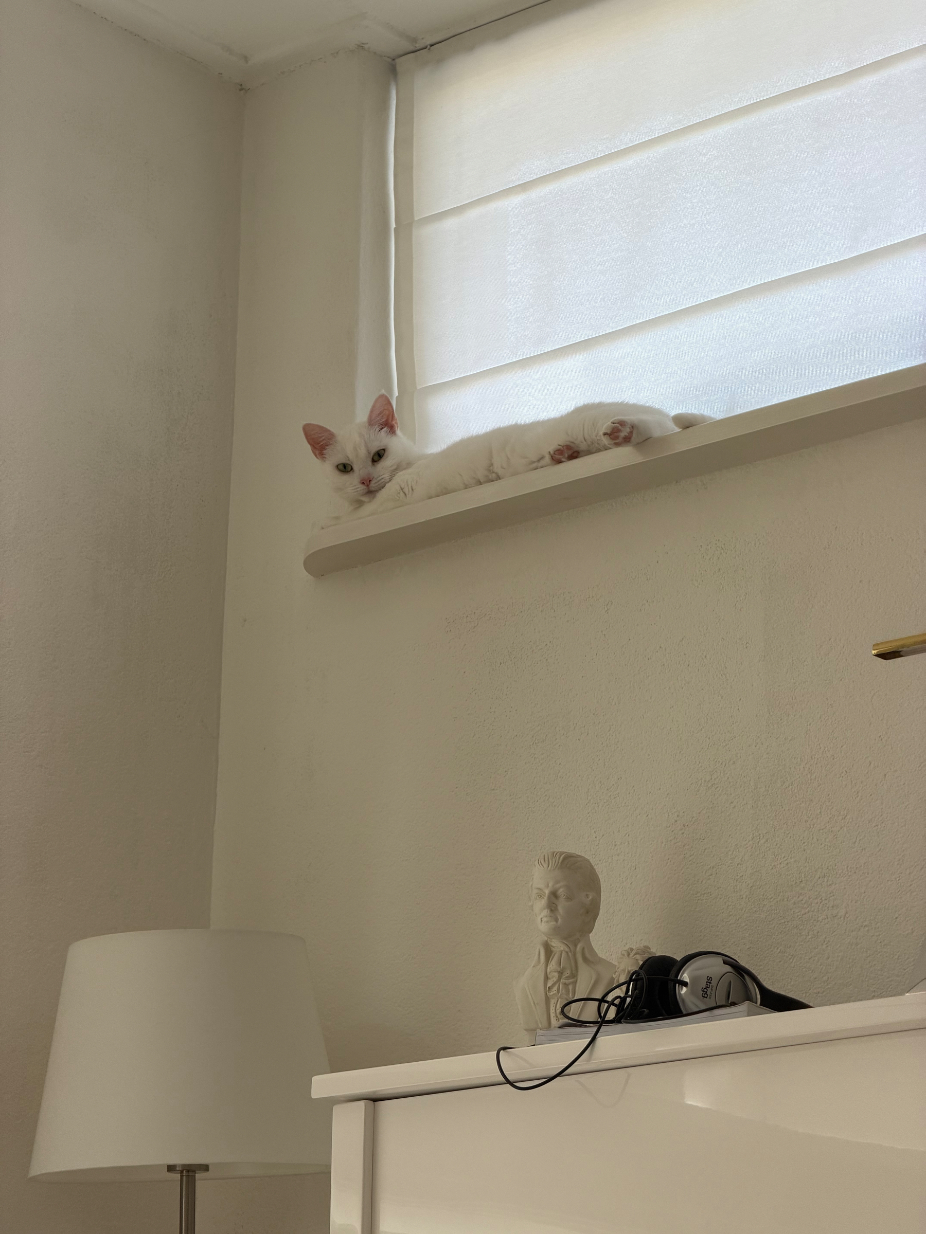White cat high up in a window above piano.